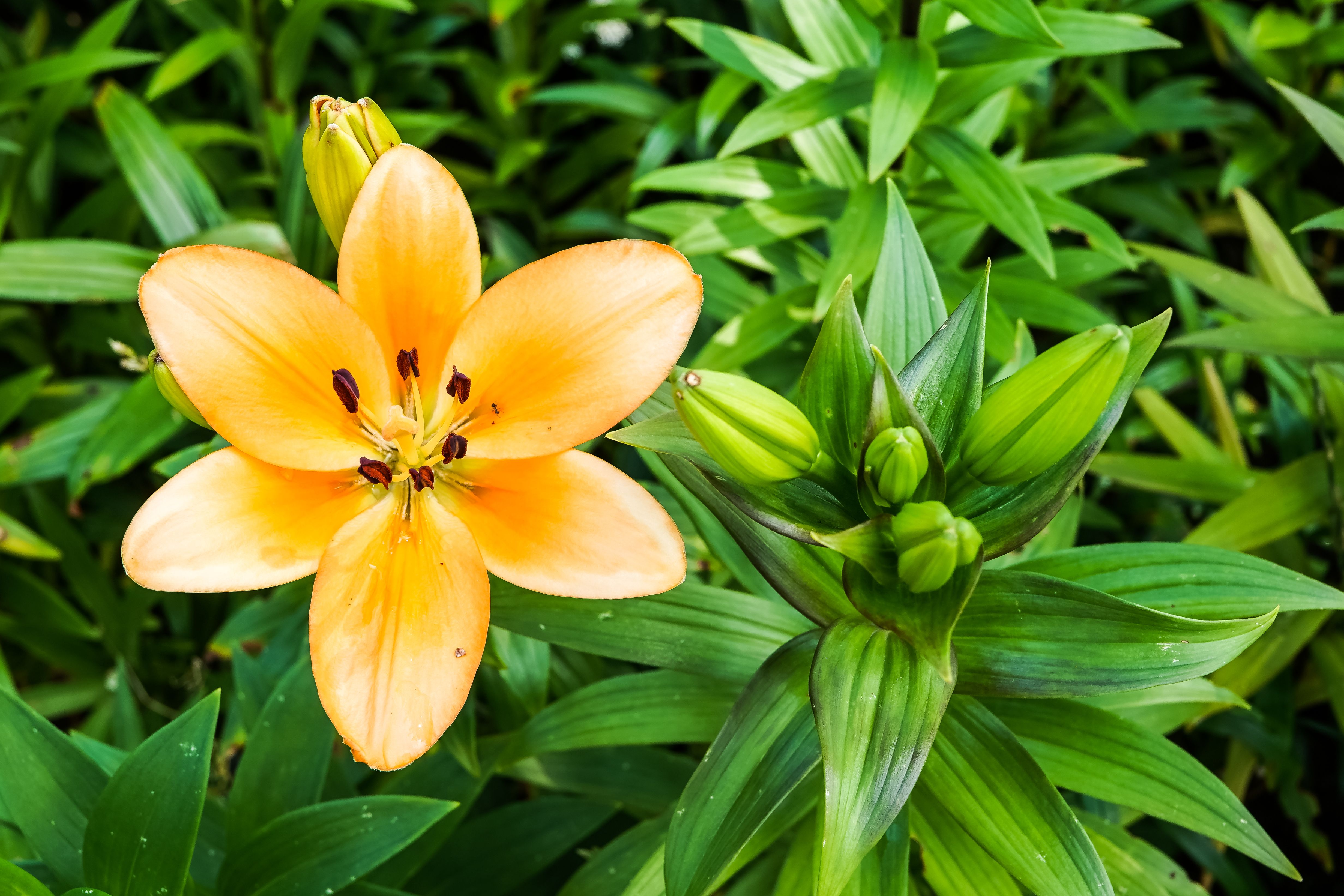 [ColoSach]-a-vibrant-yellow-lily-flower-in-full-bloom-surrounded-by-lush-green-foliage,-capturing-the-essence-of-summer-in-geesthacht,-germany.