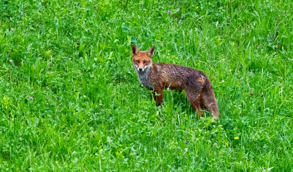 fox photo