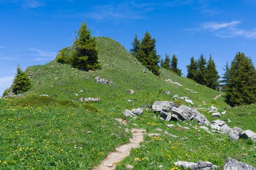 Free A picturesque alpine meadow with a rocky path and lush pine trees under a clear blue sky. Stock Photo