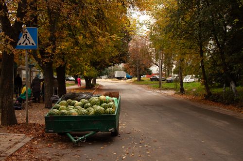 Free A quiet autumn street in Chernihiv with a cart full of watermelons under colorful trees. Stock Photo