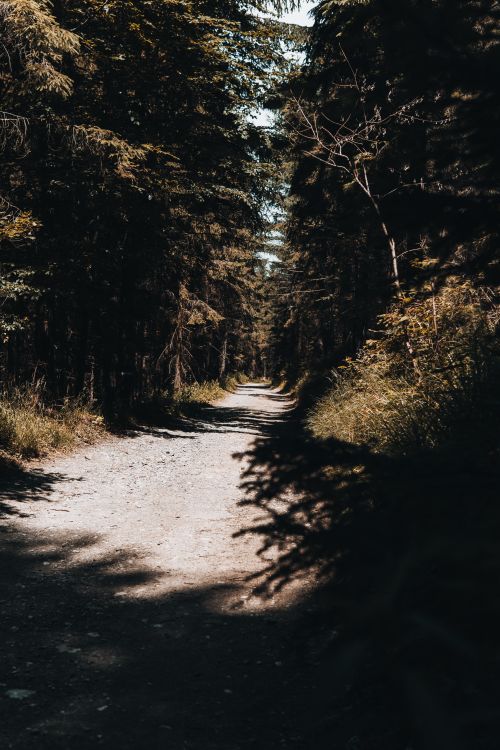 Free Explore the tranquil forest path in Jeseník, surrounded by lush greenery and natural beauty. Stock Photo