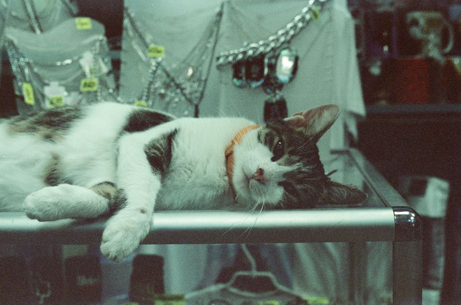 The 10 Best Pet Stores in Ottawa