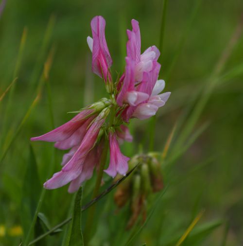 Free Detailed close-up of a vibrant pink flower among green grass, capturing nature's beauty. Stock Photo