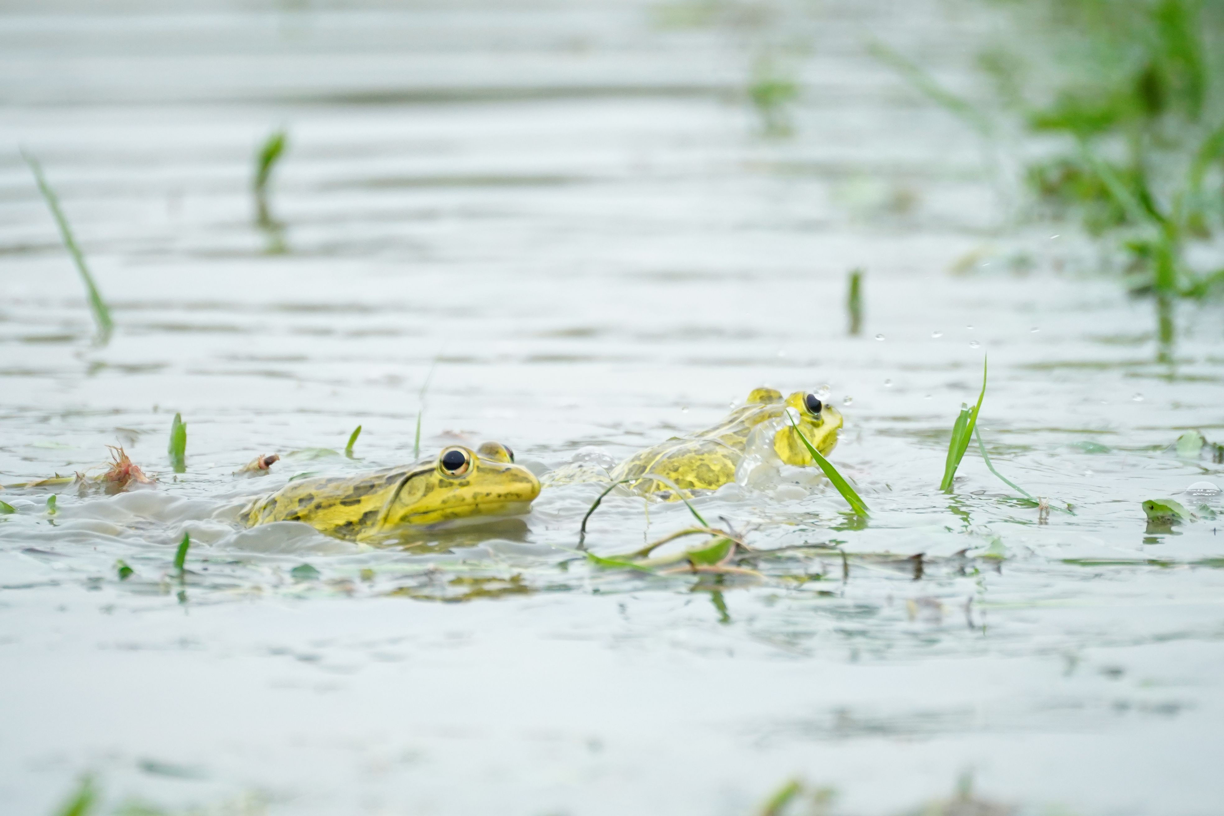 Two frogs swimming in a lush green wetland, showcasing their vibrant yellow color.
