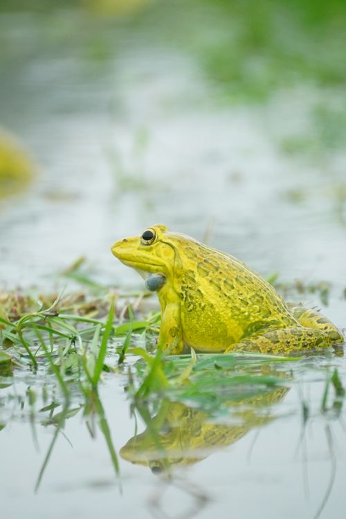 Free Vibrant yellow frog rests in lush wetland environment, reflecting in water. Stock Photo