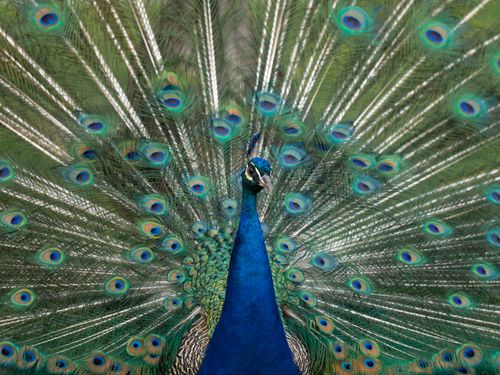 Free Vibrant Indian Peacock with spread feathers outdoors, showcasing stunning colors and patterns. Stock Photo
