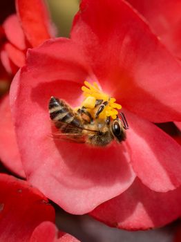 Close-up of a honeybee collecting pollen from a vibrant red begonia flower.