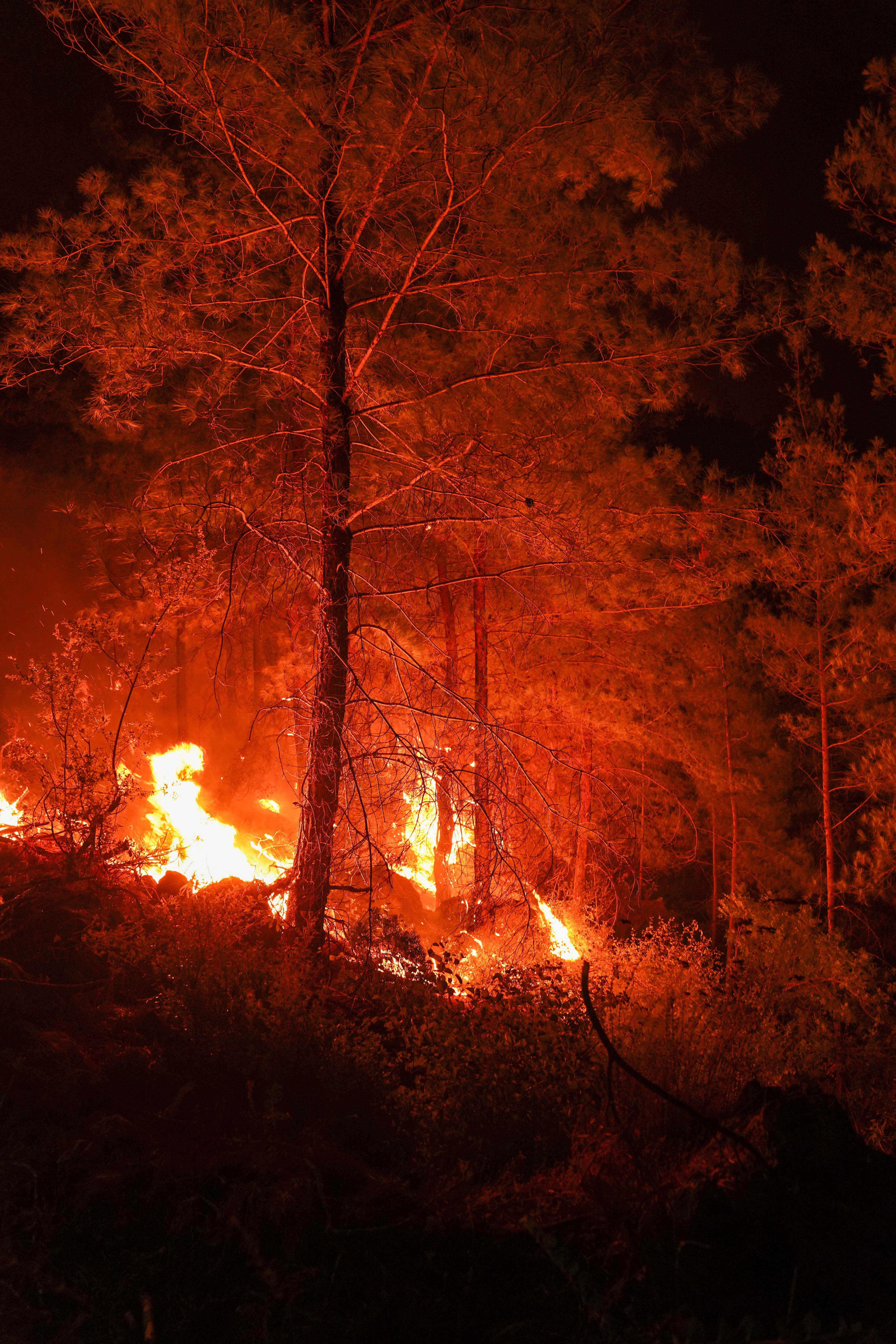 Intense Forest Fire Rages at Night in Wilderness · Free Stock Photo