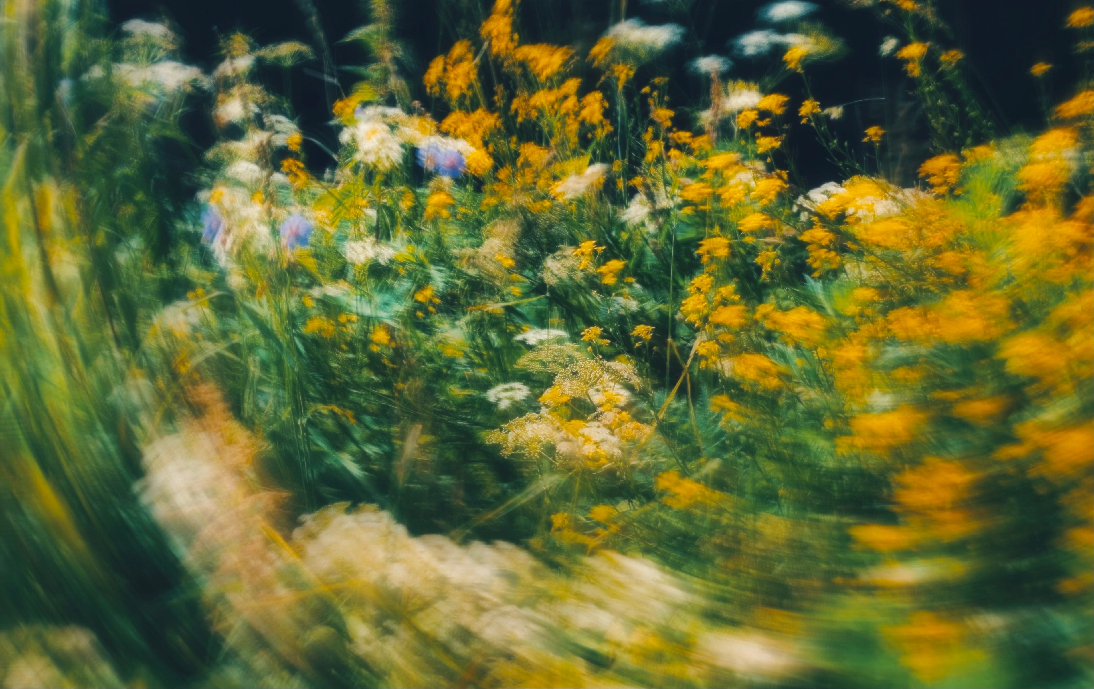 Blurred colorful wildflowers creating an abstract and vibrant meadow scene.