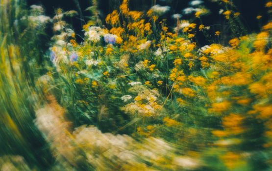 Blurred colorful wildflowers creating an abstract and vibrant meadow scene.