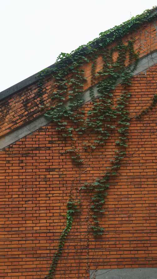 Free Close-up of a wall with lush green ivy vines climbing a rustic brick wall Stock Photo
