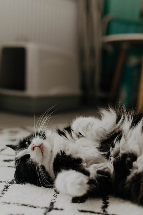Free A cute black and white cat lying comfortably on a rug inside a cozy room. Stock Photo