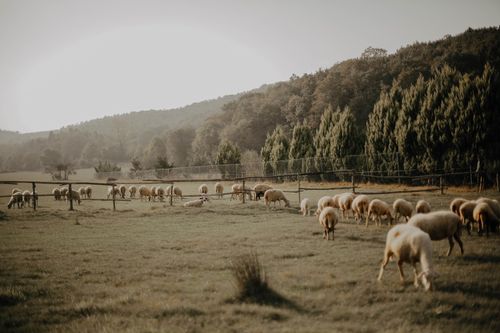Free Idyllic rural scene with sheep grazing on a lush green pasture in the countryside. Stock Photo