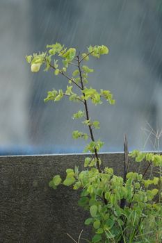 A fresh, green plant growing against a concrete wall during a rainfall.
