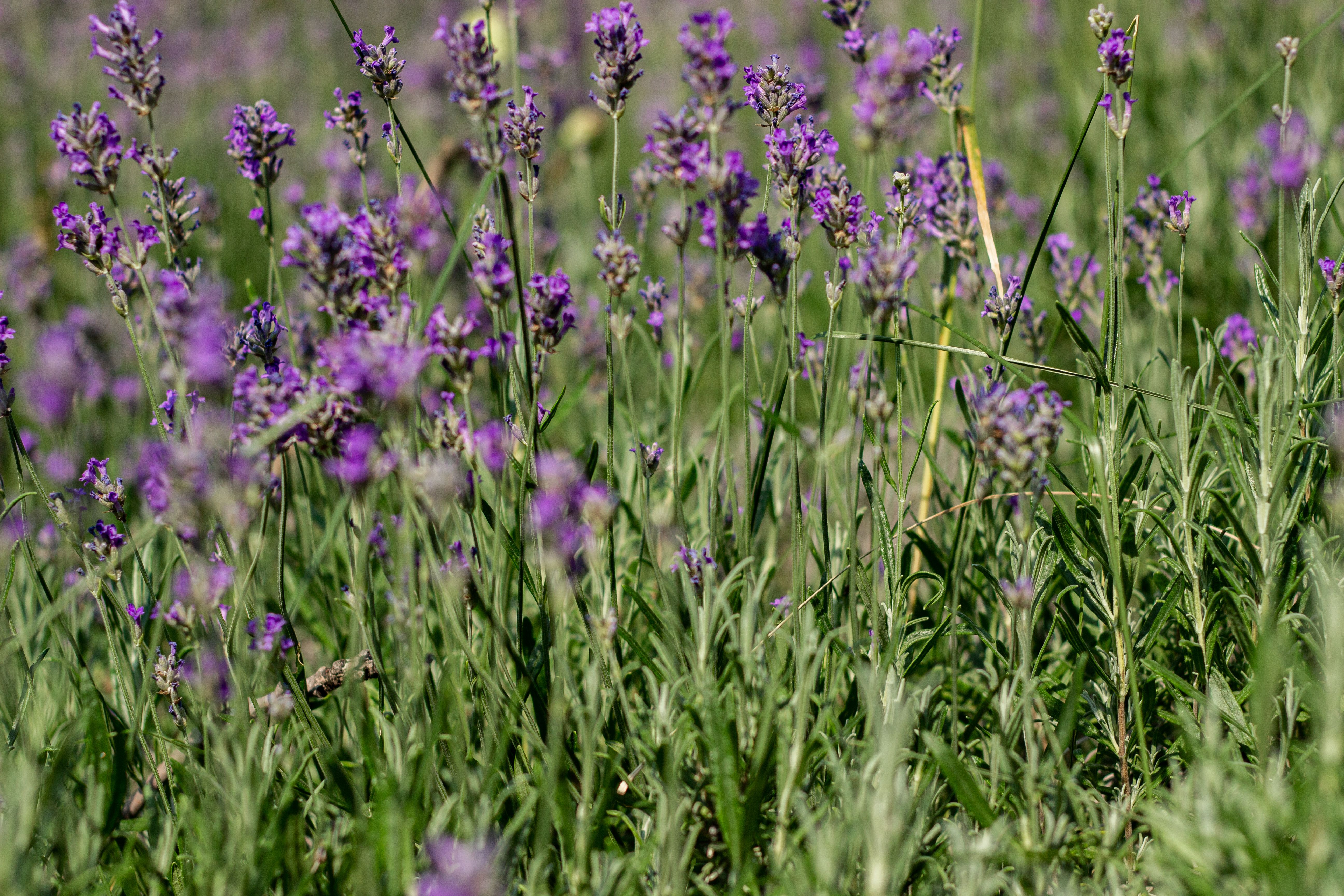 Eau de Cologne Lavender Heritage Acqua Colonia Parfums et eaux de cologne