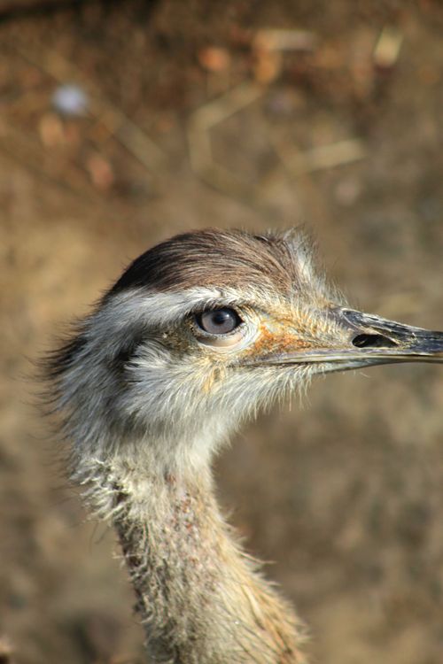 Free Stunning close-up of a Rhea bird's head with detailed feather texture. Stock Photo