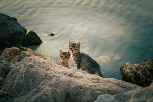 Two adorable kittens perched on rocky terrain with a tranquil lake and a soft sunset glow.