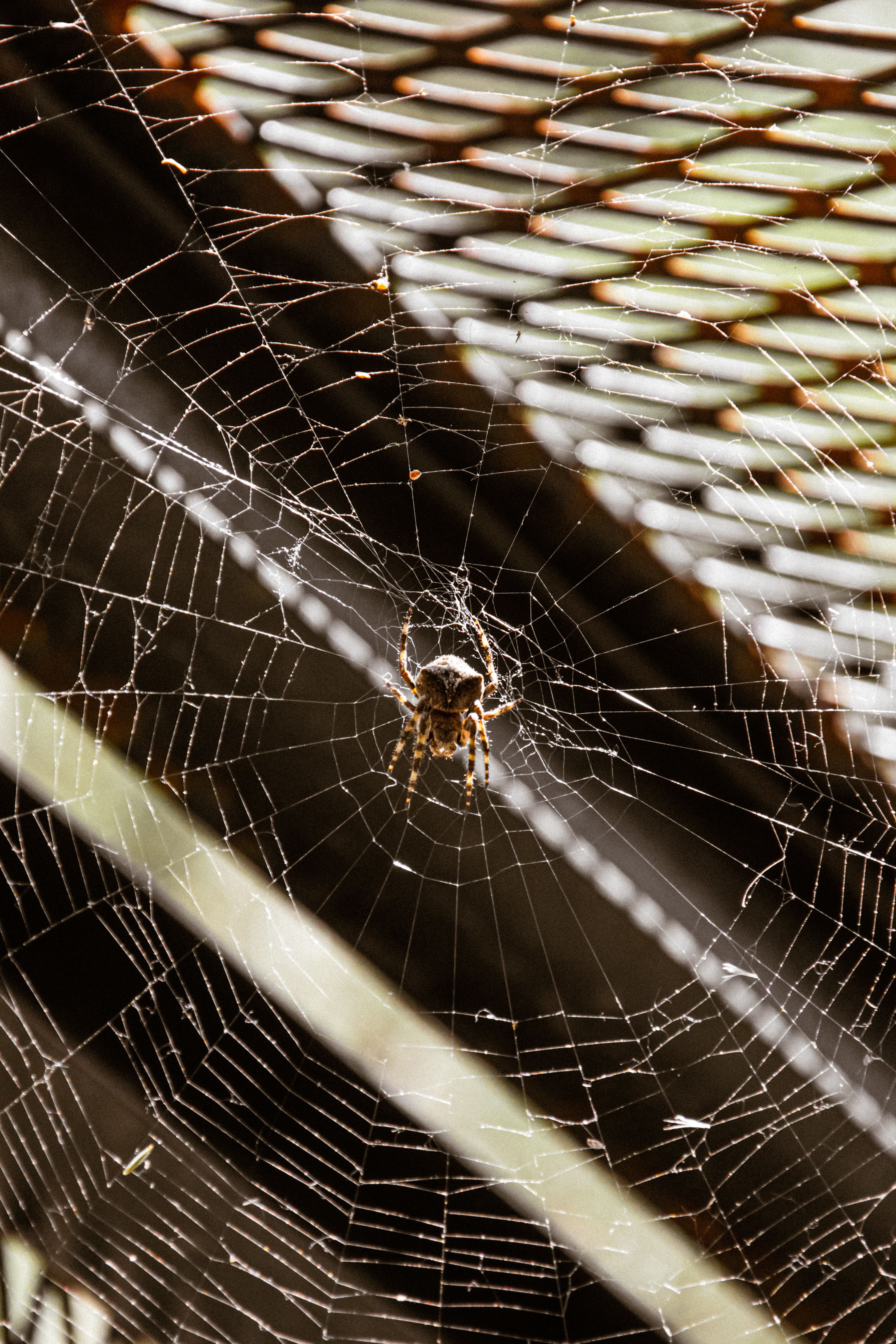 Close-up of a spider centered on a detailed web, juxtaposed against a metal structure, creating visual contrasts.