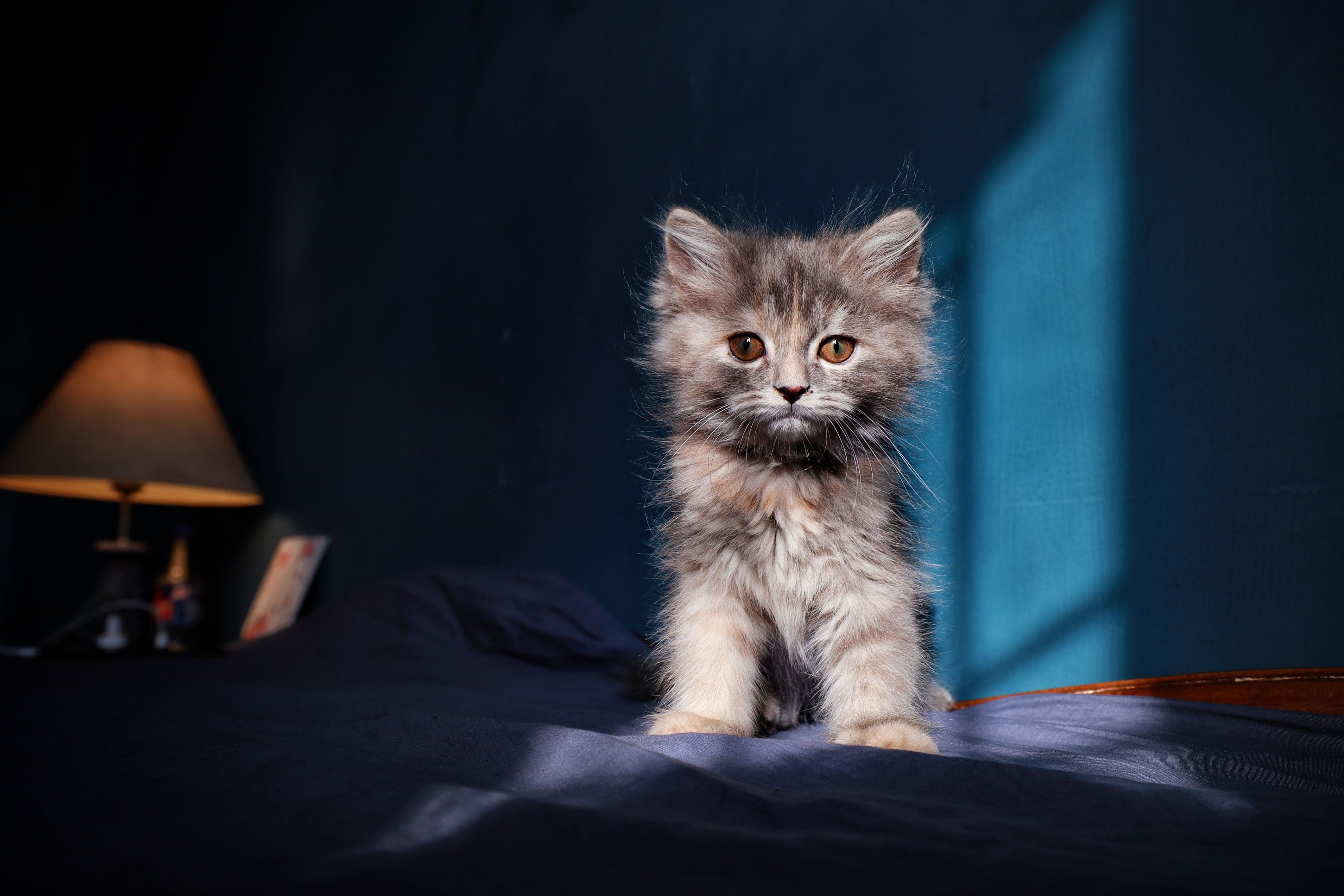 Adorable fluffy kitten sitting on a bed illuminated by sunlight, indoors.