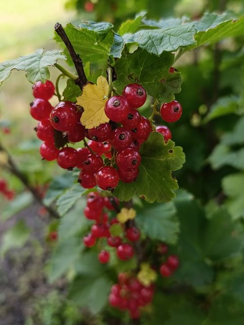 Free A close-up of red currants hanging from lush green leaves, outdoors in summer. Stock Photo