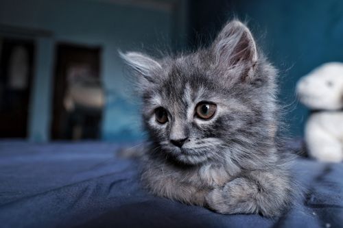 Free A charming gray kitten with fluffy fur lies indoors on a bed, looking curious and serene. Stock Photo