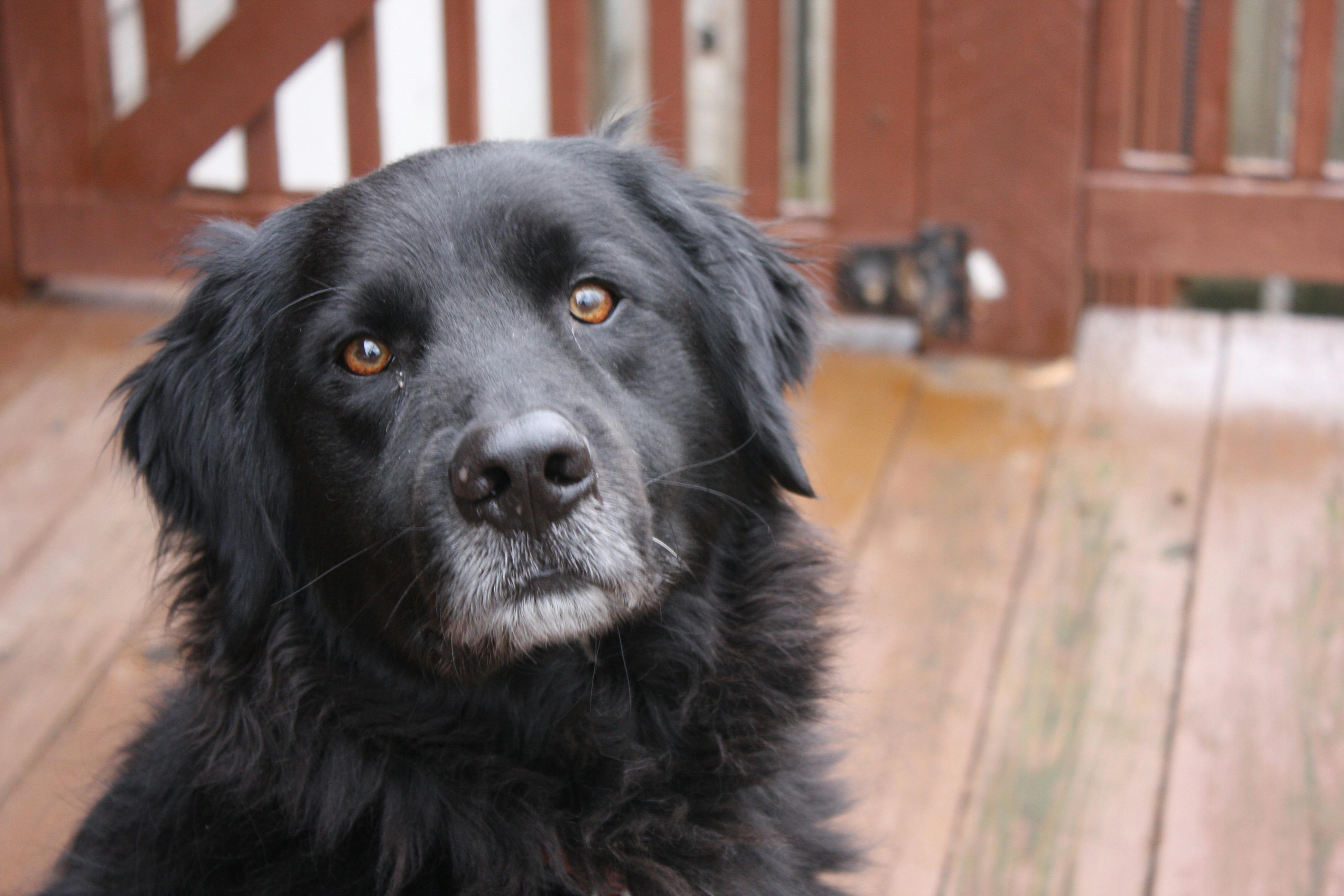 Photo Gratuite De Chien Chien De Terre Neuve Chien Noir