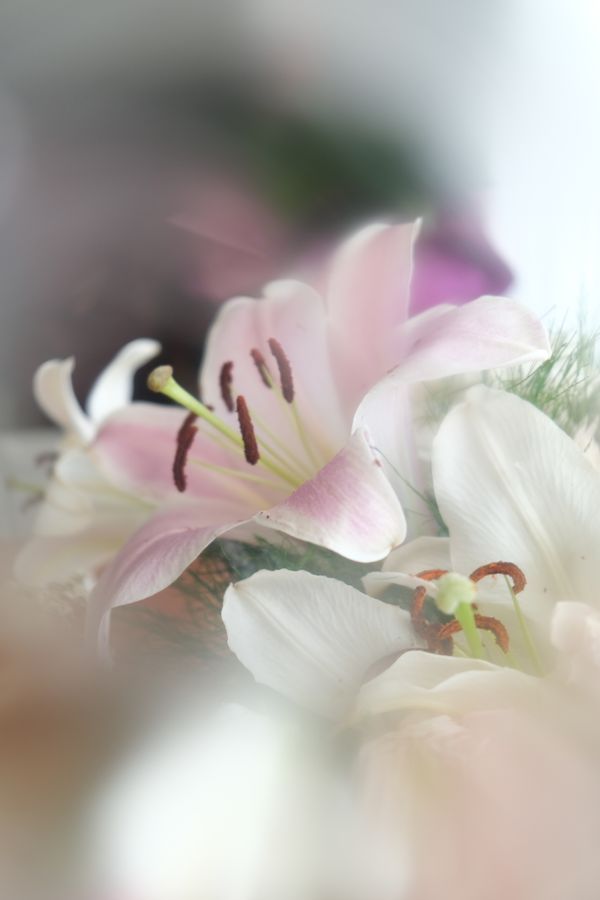 Lily petals in low light — photo by Khadijah Karaca on Pexels