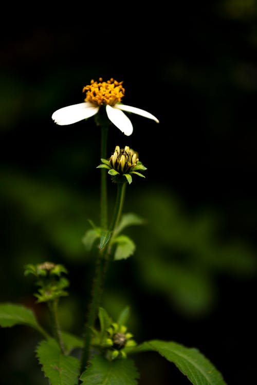 Immagine gratuita di fiore, fiore bianco, fiore del sole