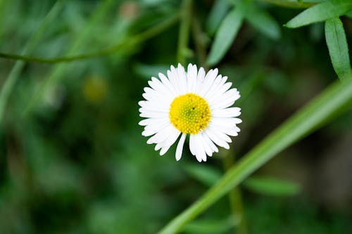 Free stock photo of nature, sunflower, white flower