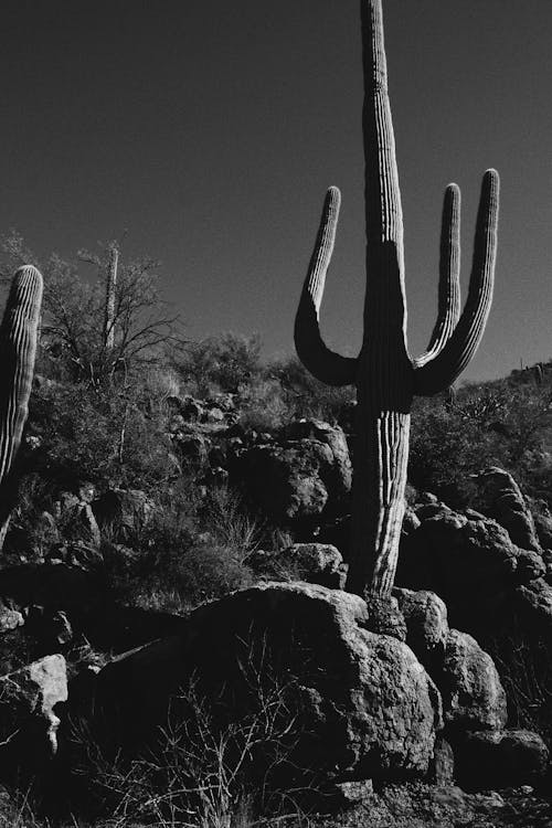 Grayscale Photo of Cactus on Rock