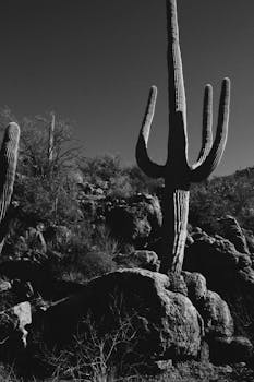 这是一幅黑白图像，展现了风景秀丽的沙漠景观，以仙人掌和岩石地形为特色