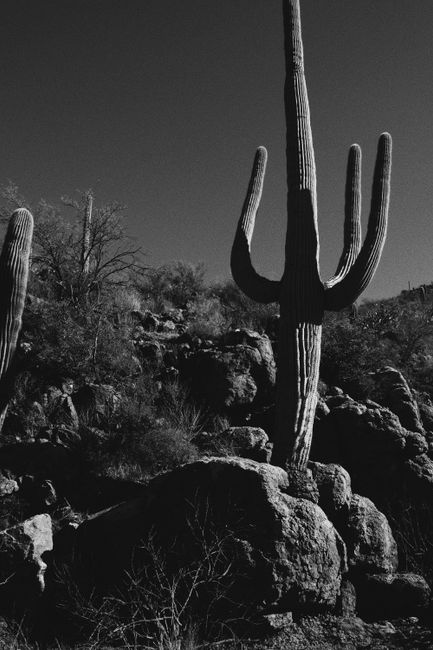Black and white image of a scenic desert landscape featuring saguaro cacti and rocky terrain.