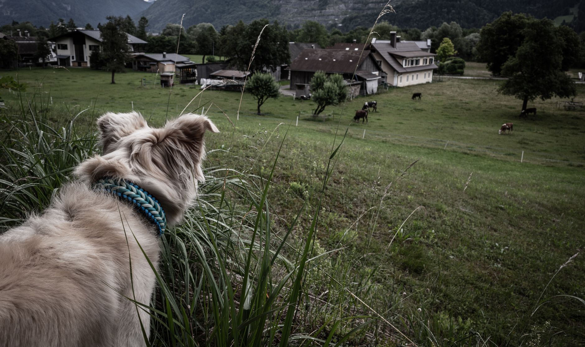 Is Your Dog Grazing Like A Cow? The Shocking Truth Behind Why Do Dogs Eat Grass!