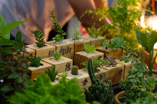 Fresh decorative cactus plants and succulents in greenhouse