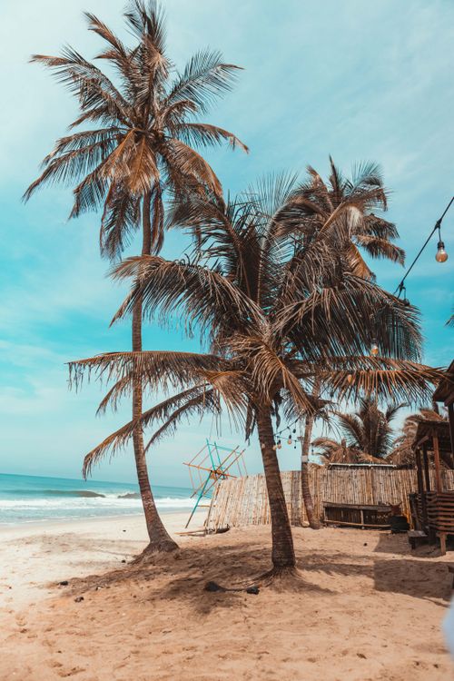Free Serene tropical beach with tall palm trees and azure sky, perfect for relaxation. Stock Photo