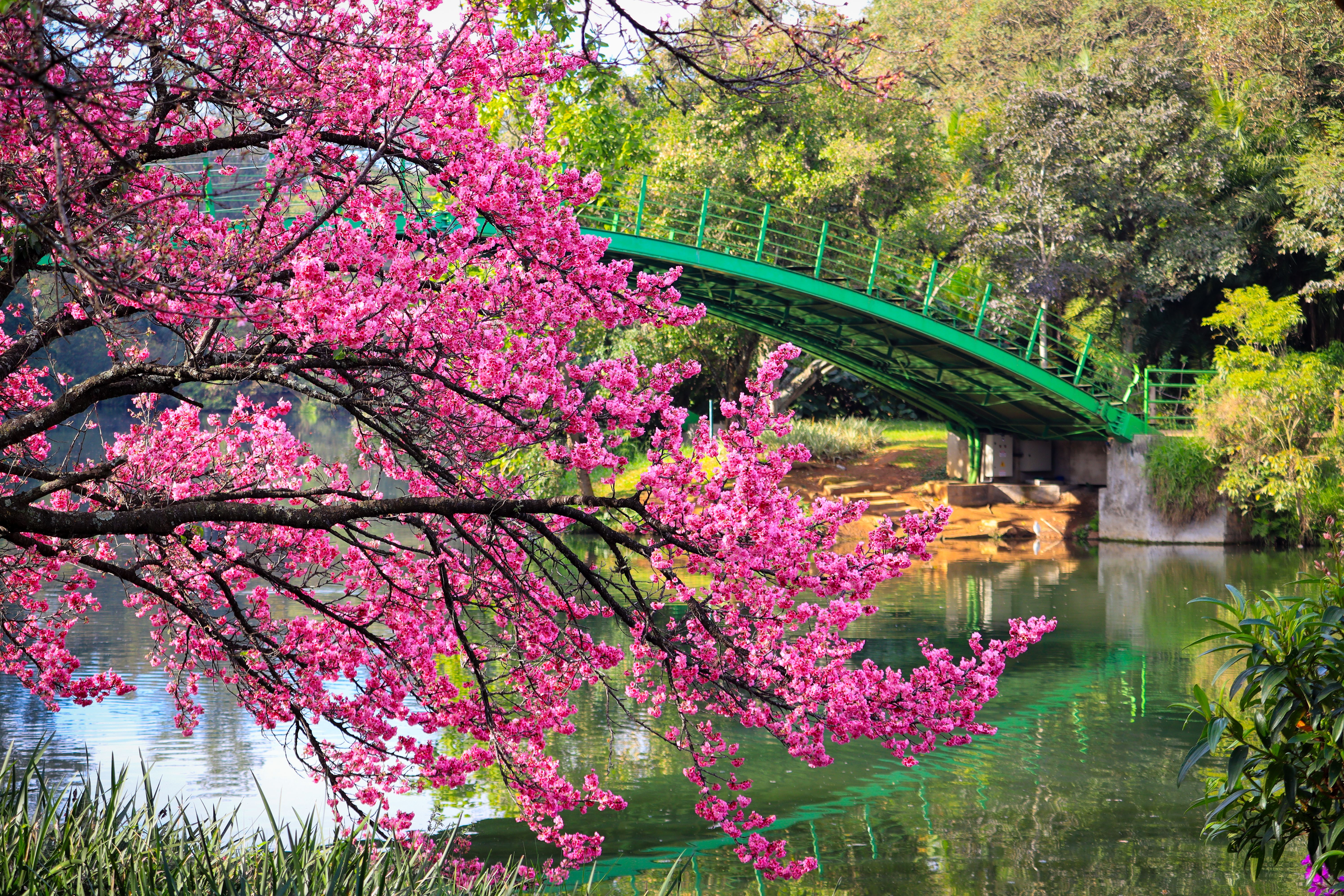 The Blossom Hydel Park