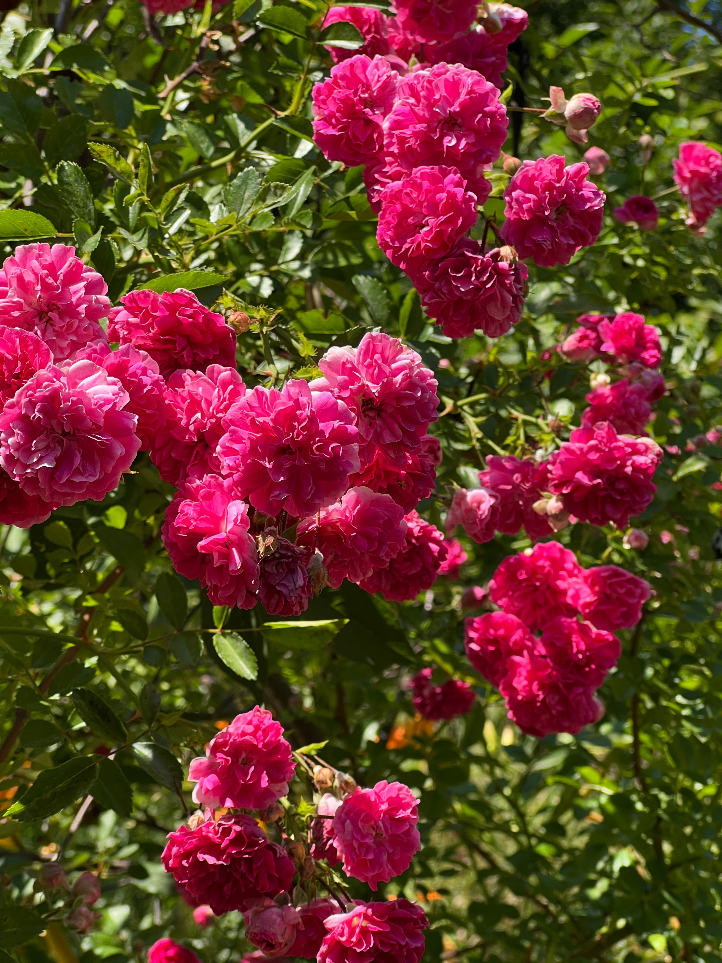 Vibrant Pink Roses in Full Bloom Outdoors · Free Stock Photo