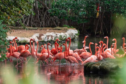 Free A lively flock of flamingos wading in a lush, tropical water setting. Stock Photo