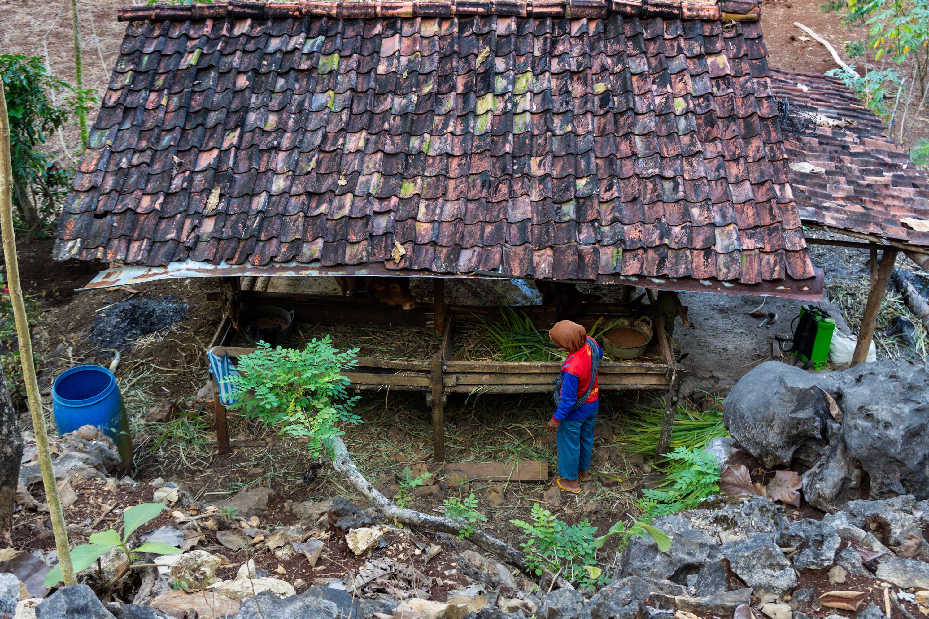 A traditional wooden shelter in rural Jogja, Indonesia with a single person tending to plants.