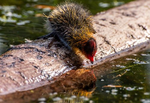 Free A detailed image of a colorful chick perched on a log, reflected in the water below. Stock Photo