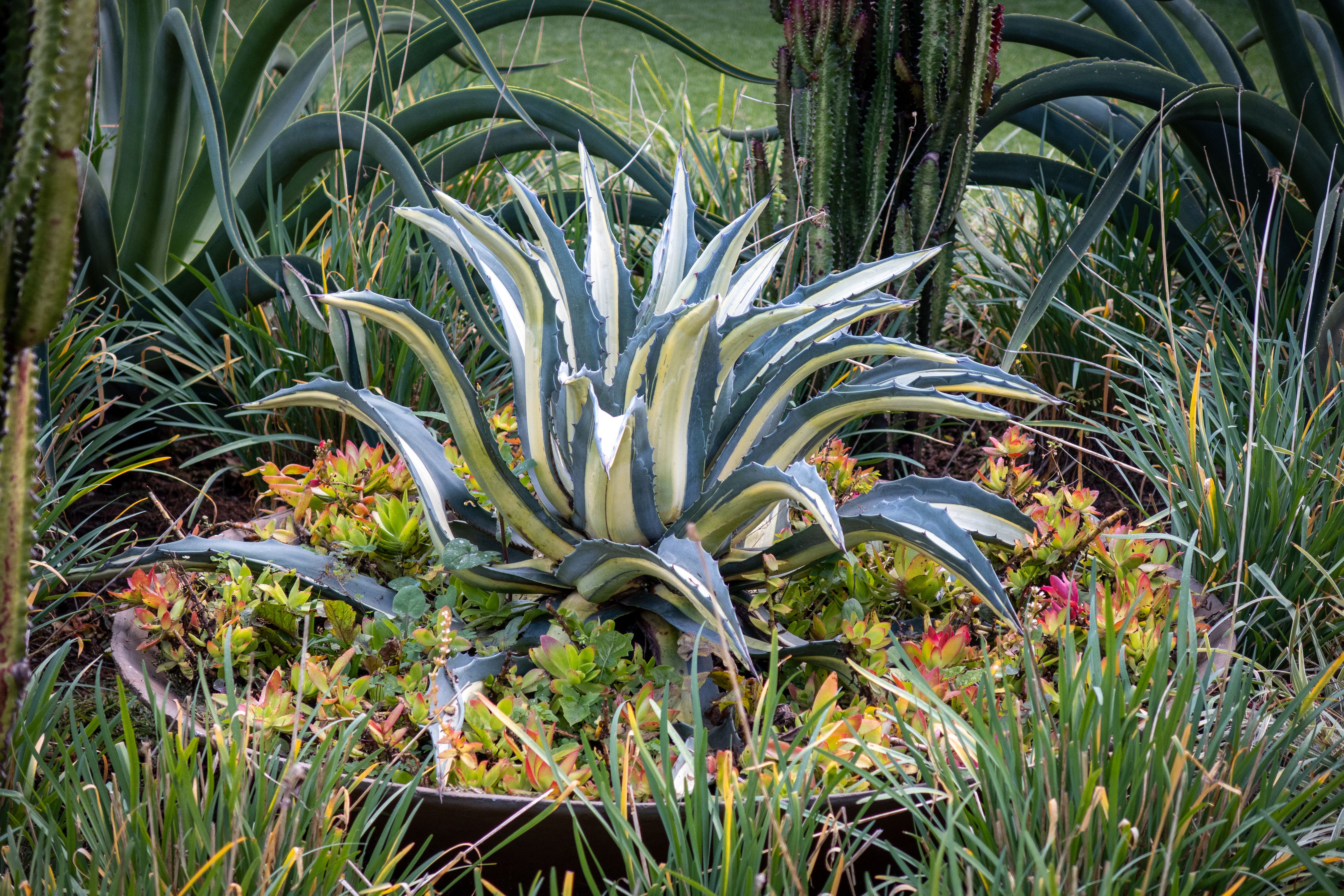 Agave : Guide Culture et Entretien Complet