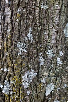 Detailed image of textured tree bark with patches of lichen and moss, showcasing nature's diversity.