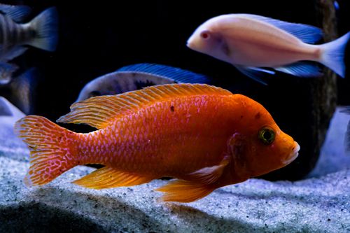 Free Stunning vibrant orange fish swimming in a tranquil aquarium environment. Stock Photo