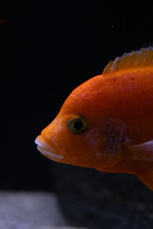 Free A vivid close-up of an orange fish in dark water, highlighting its features and vibrant color. Stock Photo