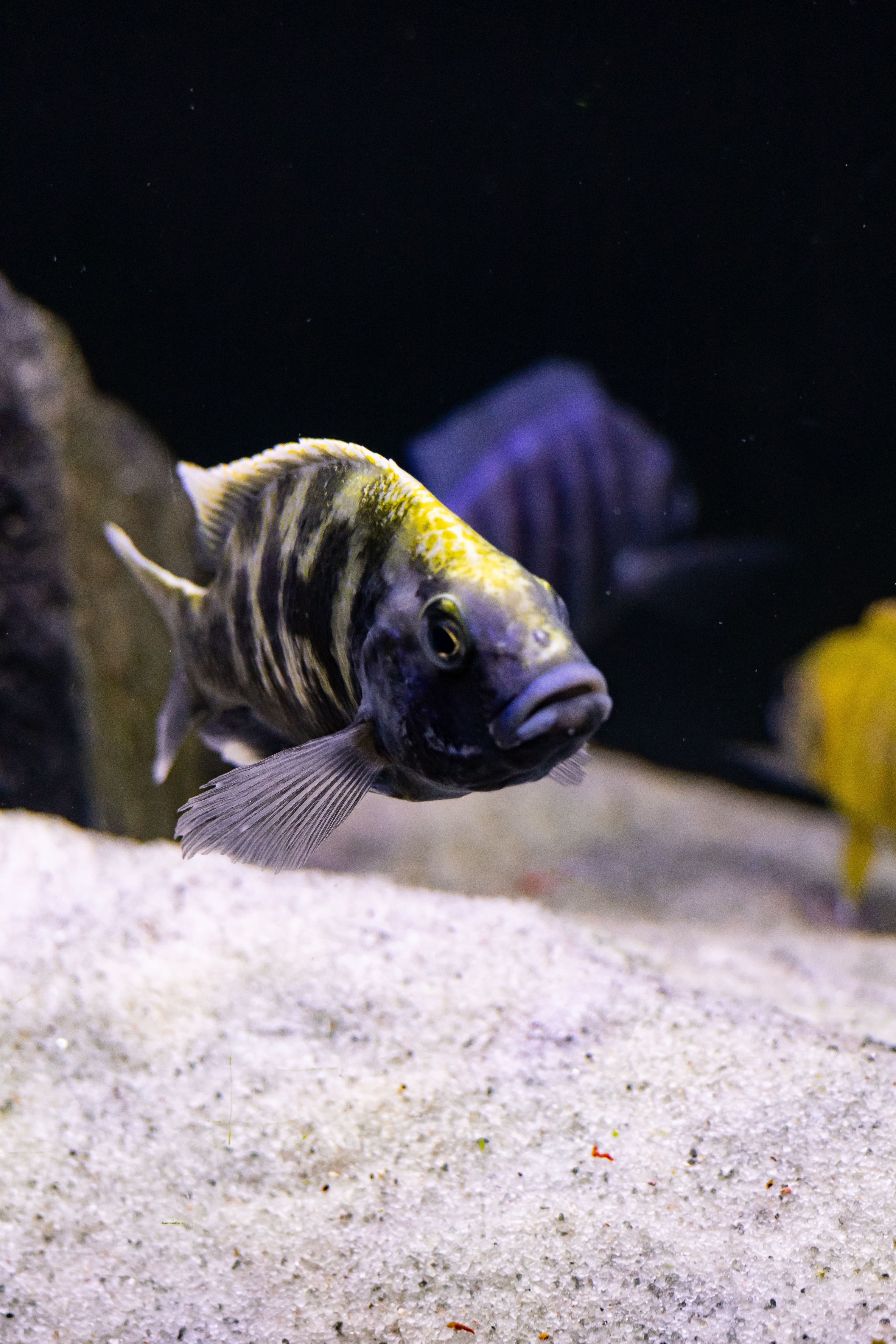 Detailed image of a colorful cichlid fish swimming in an aquarium setting.