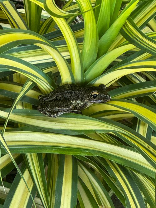 Free A close-up of a frog blending in with variegated green and yellow leaves, showcasing nature's camouflage. Stock Photo