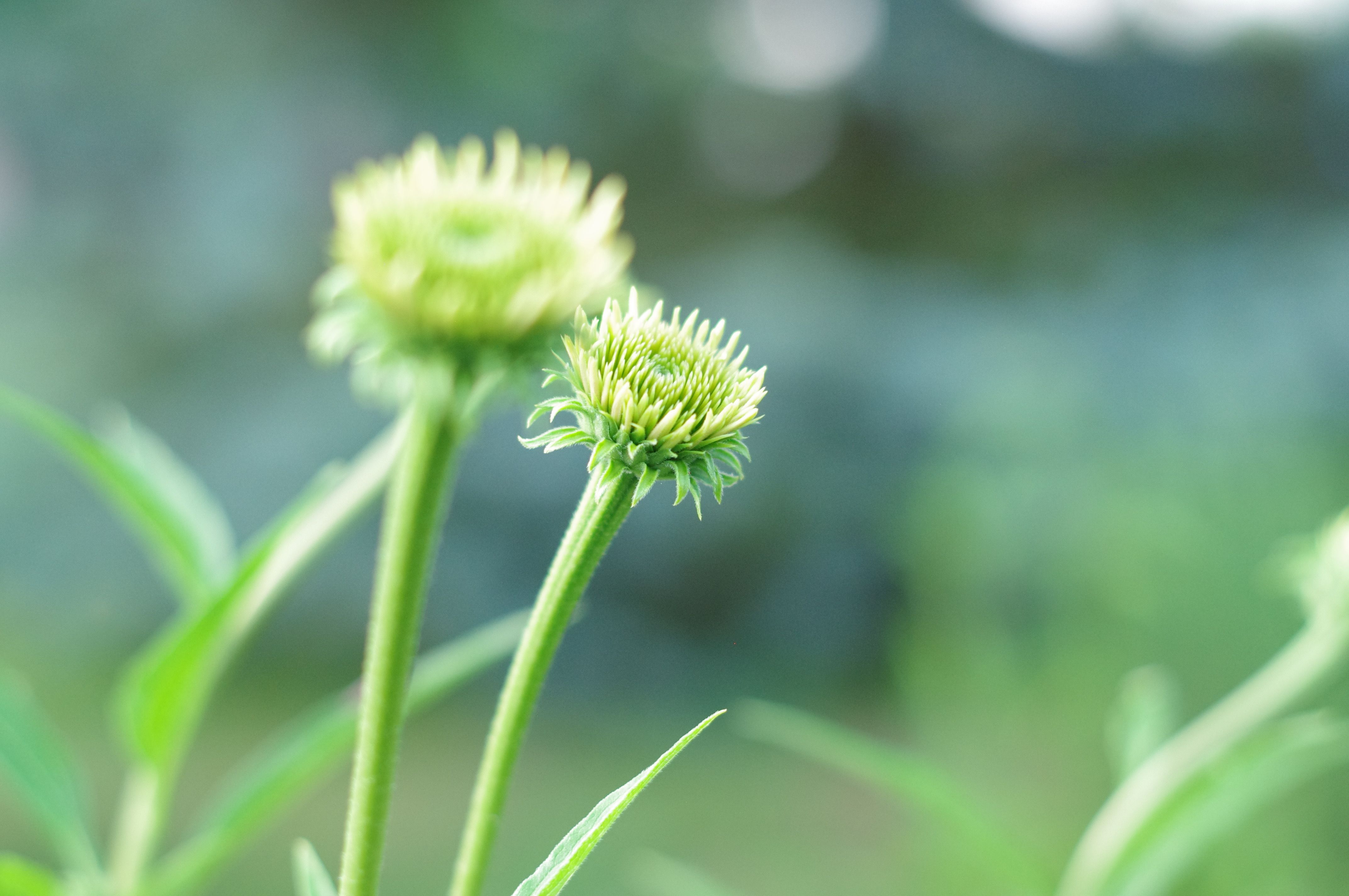 Echinacea Leaf Plant Profile