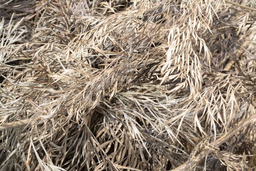 Free stock photo of brown leaf, dried leaves, dry leaf