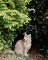 Maine Coon Katze