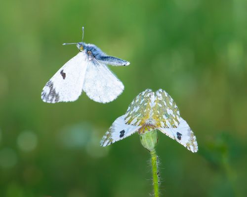 Free Close-up of a delicate wood white butterfly resting on a plant, captured in a natural setting. Stock Photo
